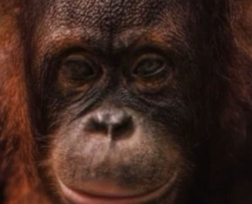 Borneo